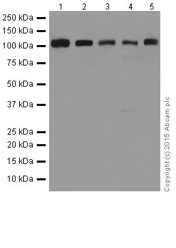 Western blot - Anti-DGCR8 antibody [EPR18757] (AB191875)
