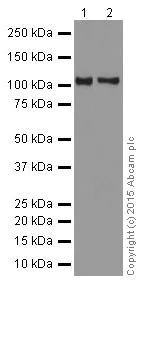 Western blot - Anti-DGCR8 antibody [EPR18757] (AB191875)