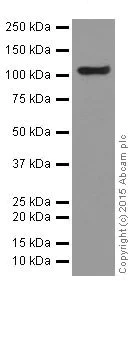 Western blot - Anti-DGCR8 antibody [EPR18757] (AB191875)