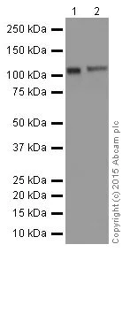 Western blot - Anti-DGCR8 antibody [EPR18757] (AB191875)