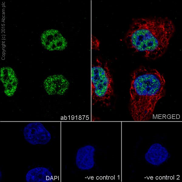 Immunocytochemistry/ Immunofluorescence - Anti-DGCR8 antibody [EPR18757] - BSA and Azide free (AB240325), expandable thumbnail