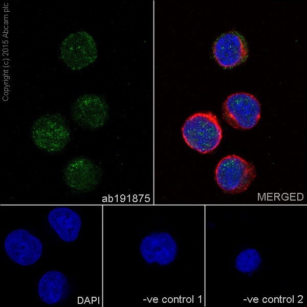 Immunocytochemistry/ Immunofluorescence - Anti-DGCR8 antibody [EPR18757] - BSA and Azide free (AB240325), expandable thumbnail