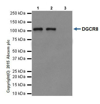 Immunoprecipitation - Anti-DGCR8 antibody [EPR18757] - BSA and Azide free (AB240325), expandable thumbnail