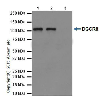 Immunoprecipitation - Anti-DGCR8 antibody [EPR18757] - BSA and Azide free (AB240325)
