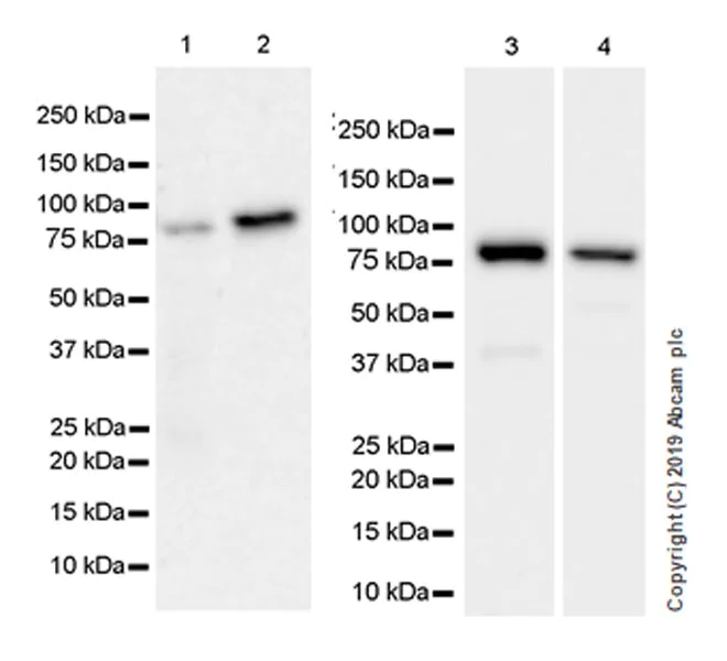 Western blot - Anti-DGKA antibody [EPR23176-101] (AB243647)