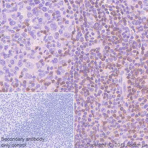 Immunohistochemistry (Formalin/PFA-fixed paraffin-embedded sections) - Anti-DGKA antibody [EPR23176-101] - BSA and Azide free (AB269459)