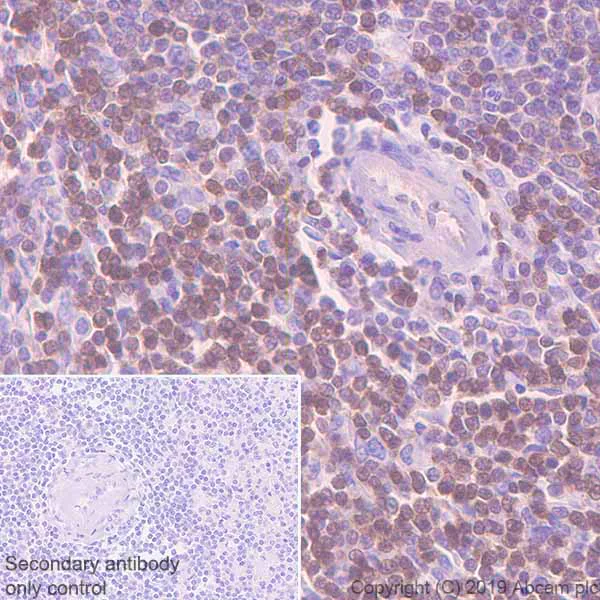 Immunohistochemistry (Formalin/PFA-fixed paraffin-embedded sections) - Anti-DGKA antibody [EPR23176-101] - BSA and Azide free (AB269459)