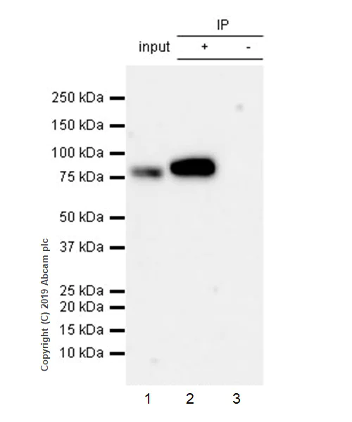 Immunoprecipitation - Anti-DGKA antibody [EPR23176-101] - BSA and Azide free (AB269459)