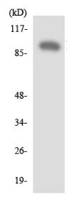 Western blot - Anti-DGKB antibody (AB136103)