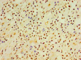 Immunohistochemistry (Formalin/PFA-fixed paraffin-embedded sections) - Anti-DGKE antibody (AB239024)