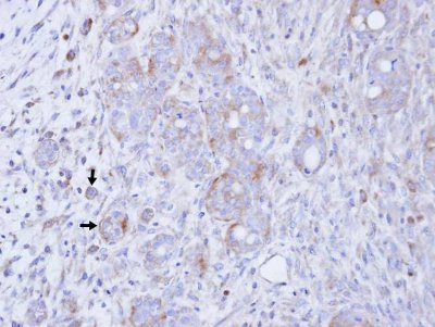 Immunohistochemistry (Formalin/PFA-fixed paraffin-embedded sections) - Anti-DGKG antibody (AB151967), expandable thumbnail