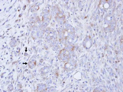 Immunohistochemistry (Formalin/PFA-fixed paraffin-embedded sections) - Anti-DGKG antibody (AB151967)