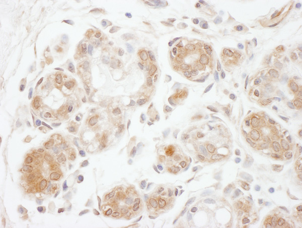 Immunohistochemistry (Formalin/PFA-fixed paraffin-embedded sections) - Anti-DGKZ/DGK-zeta antibody (AB105195)
