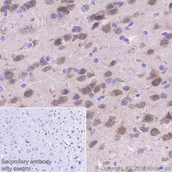 Immunohistochemistry (Formalin/PFA-fixed paraffin-embedded sections) - Anti-DGKZ/DGK-zeta antibody [EPR22040-72] (AB239080), expandable thumbnail
