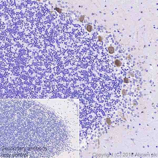 Immunohistochemistry (Formalin/PFA-fixed paraffin-embedded sections) - Anti-DGKZ/DGK-zeta antibody [EPR22040-72] (AB239080), expandable thumbnail