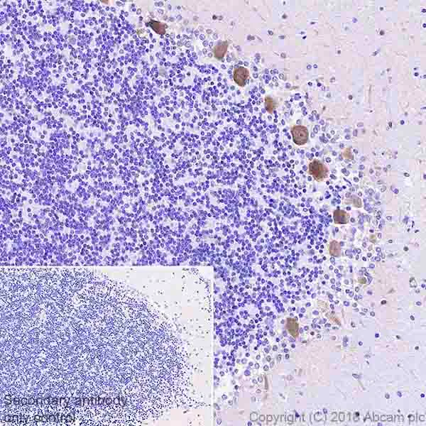 Immunohistochemistry (Formalin/PFA-fixed paraffin-embedded sections) - Anti-DGKZ/DGK-zeta antibody [EPR22040-72] (AB239080)