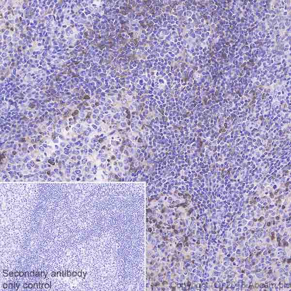 Immunohistochemistry (Formalin/PFA-fixed paraffin-embedded sections) - Anti-DGKZ/DGK-zeta antibody [EPR22040-72] (AB239080), expandable thumbnail