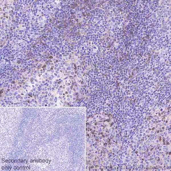 Immunohistochemistry (Formalin/PFA-fixed paraffin-embedded sections) - Anti-DGKZ/DGK-zeta antibody [EPR22040-72] (AB239080)