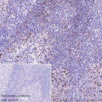 Immunohistochemistry (Formalin/PFA-fixed paraffin-embedded sections) - Anti-DGKZ/DGK-zeta antibody [EPR22040-72] - BSA and Azide free (AB239792)