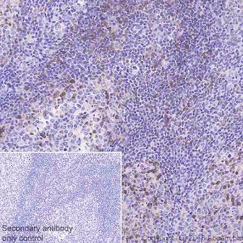 Immunohistochemistry (Formalin/PFA-fixed paraffin-embedded sections) - Anti-DGKZ/DGK-zeta antibody [EPR22040-72] - BSA and Azide free (AB239792)