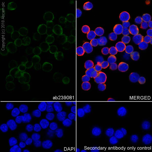 Immunocytochemistry/ Immunofluorescence - Anti-DGKZ/DGK-zeta antibody [EPR22040-80] (AB239081)