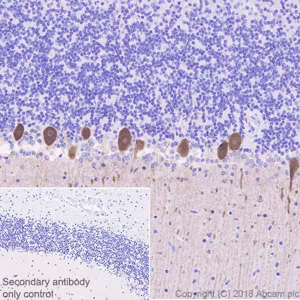 Immunohistochemistry (Formalin/PFA-fixed paraffin-embedded sections) - Anti-DGKZ/DGK-zeta antibody [EPR22040-80] (AB239081)