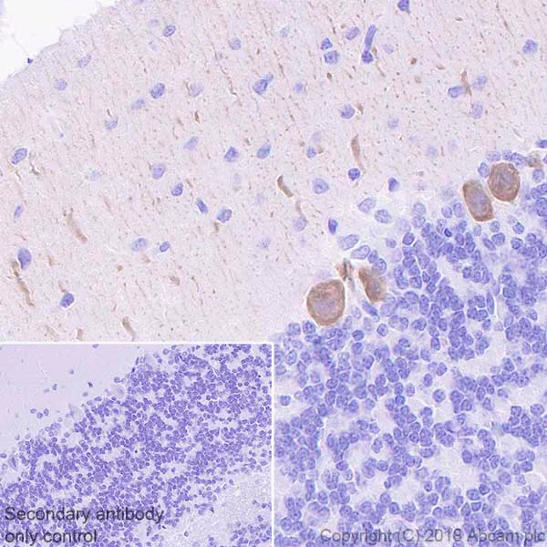 Immunohistochemistry (Formalin/PFA-fixed paraffin-embedded sections) - Anti-DGKZ/DGK-zeta antibody [EPR22040-80] (AB239081)