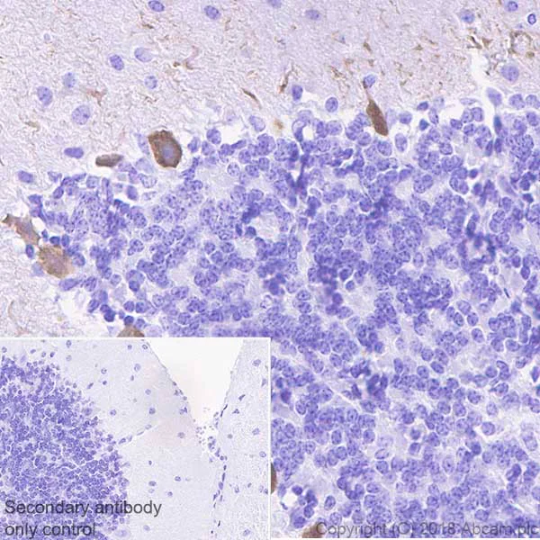 Immunohistochemistry (Formalin/PFA-fixed paraffin-embedded sections) - Anti-DGKZ/DGK-zeta antibody [EPR22040-80] (AB239081)