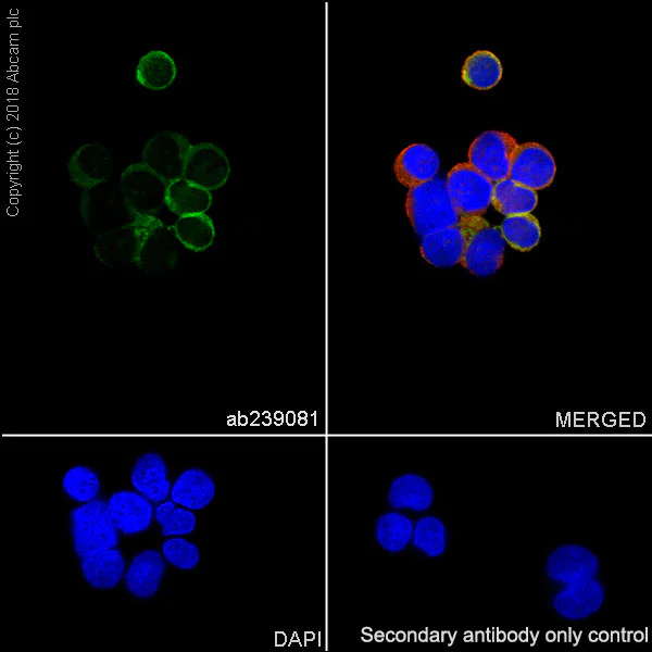 Immunocytochemistry/ Immunofluorescence - Anti-DGKZ/DGK-zeta antibody [EPR22040-80] - BSA and Azide free (AB239790)