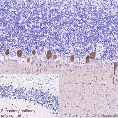 Immunohistochemistry (Formalin/PFA-fixed paraffin-embedded sections) - Anti-DGKZ/DGK-zeta antibody [EPR22040-80] - BSA and Azide free (AB239790)