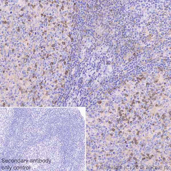 Immunohistochemistry (Formalin/PFA-fixed paraffin-embedded sections) - Anti-DGKZ/DGK-zeta antibody [EPR22040-80] - BSA and Azide free (AB239790)