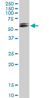 Western blot - Anti-DHCR7 antibody (AB103296), expandable thumbnail