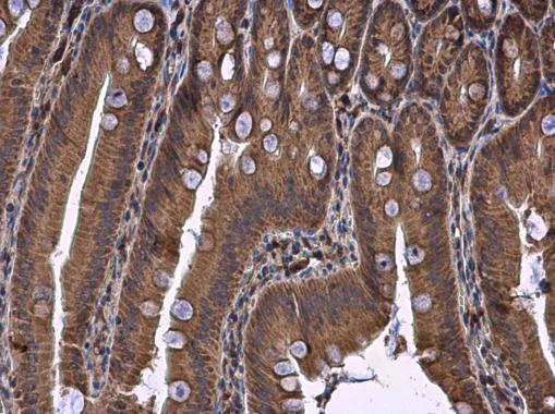 Immunohistochemistry (Formalin/PFA-fixed paraffin-embedded sections) - Anti-DHCR7 antibody - C-terminal (AB226784)