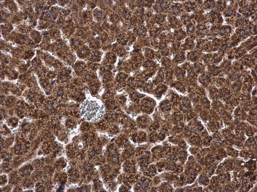 Immunohistochemistry (Formalin/PFA-fixed paraffin-embedded sections) - Anti-DHCR7 antibody - C-terminal (AB226784)