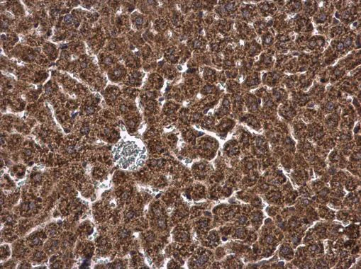 Immunohistochemistry (Formalin/PFA-fixed paraffin-embedded sections) - Anti-DHCR7 antibody - C-terminal (AB226784)