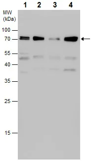 Western blot - Anti-DHCR7 antibody - C-terminal (AB226784)