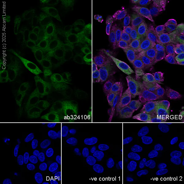 Immunocytochemistry/ Immunofluorescence - Anti-DHCR7 antibody [EPR28927-528] (AB324106)