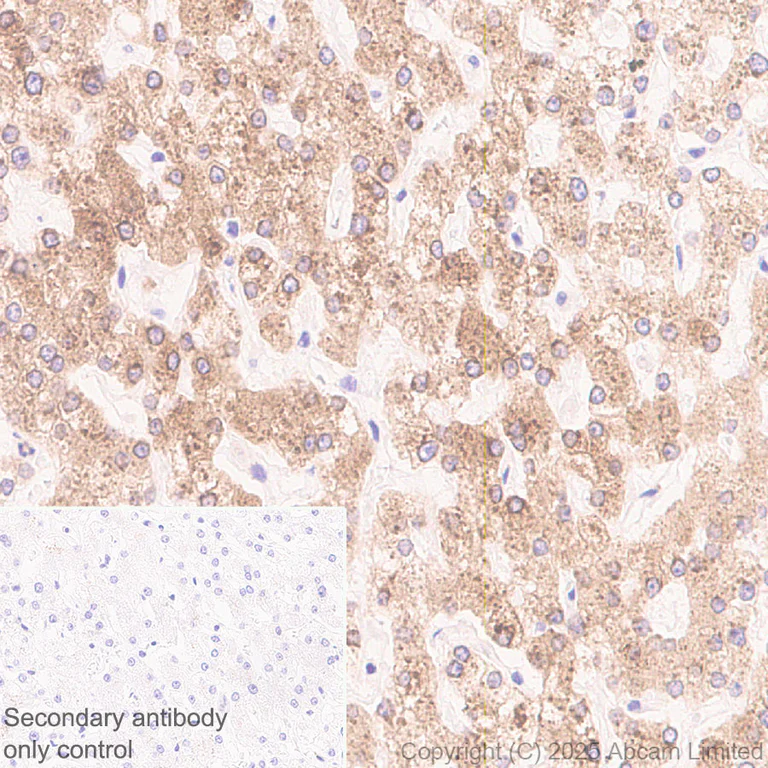 Immunohistochemistry (Formalin/PFA-fixed paraffin-embedded sections) - Anti-DHCR7 antibody [EPR28927-528] (AB324106)