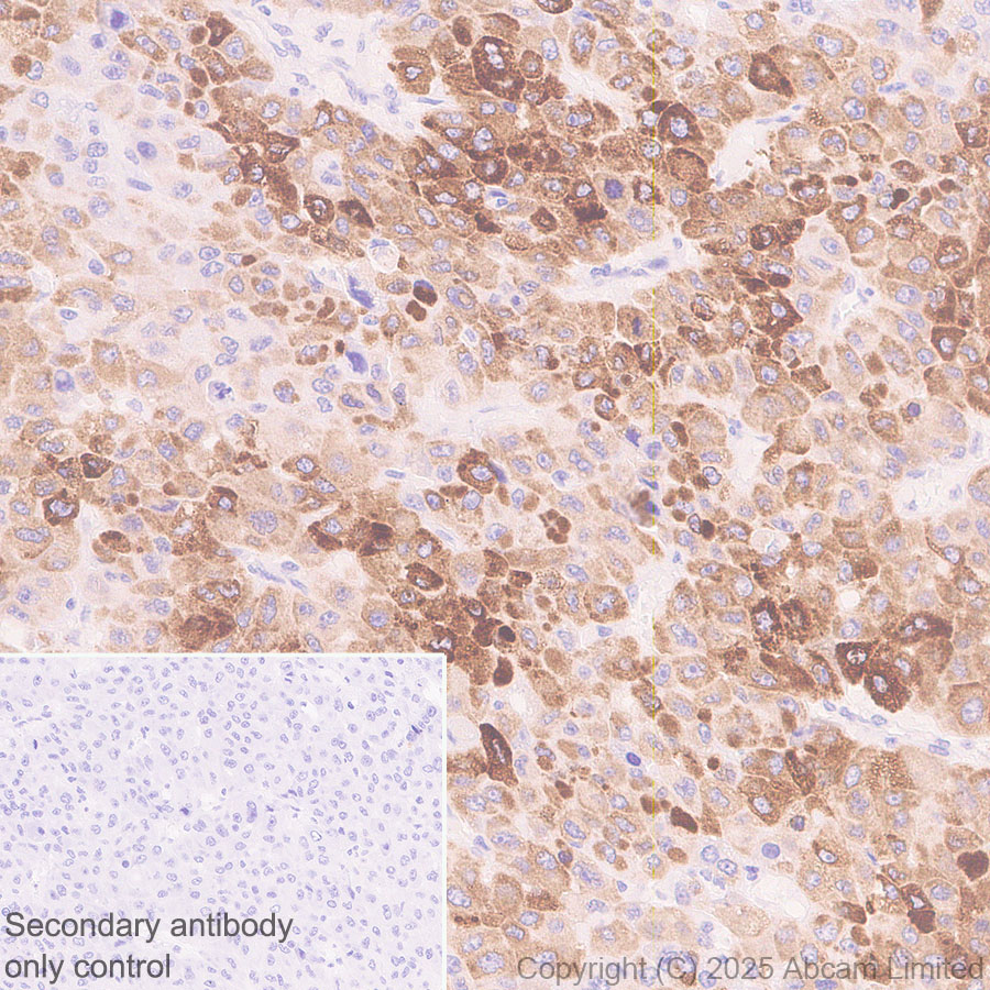 Immunohistochemistry (Formalin/PFA-fixed paraffin-embedded sections) - Anti-DHCR7 antibody [EPR28927-528] (ab324106), expandable thumbnail