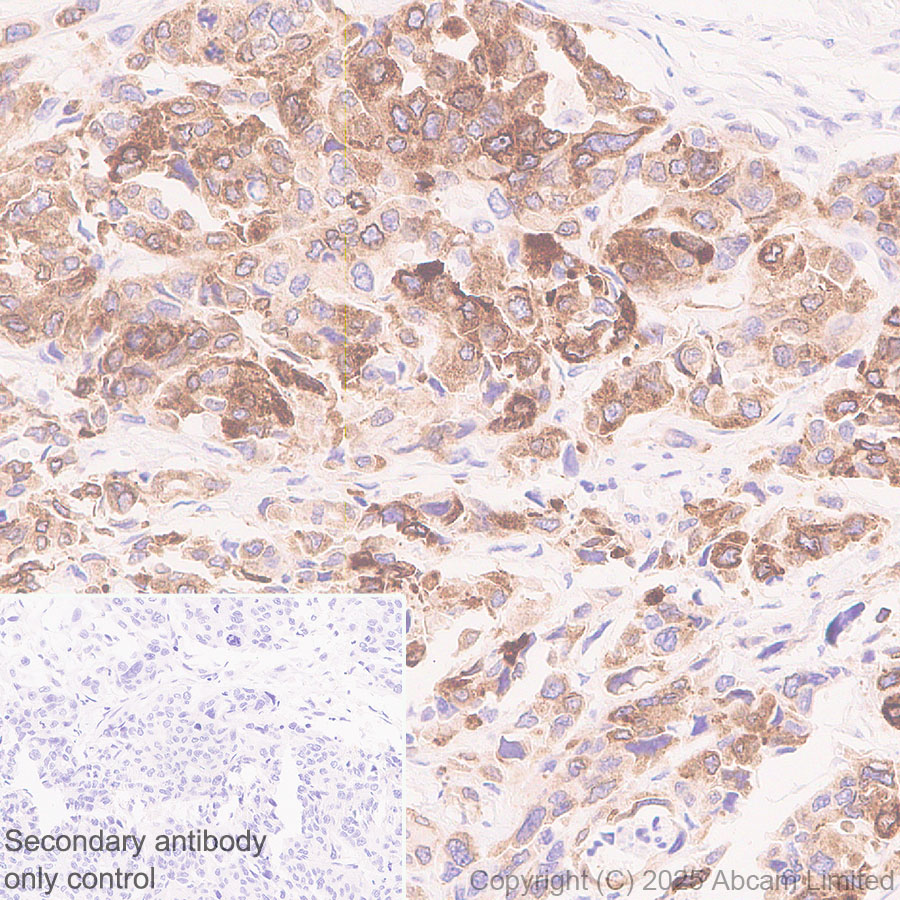 Immunohistochemistry (Formalin/PFA-fixed paraffin-embedded sections) - Anti-DHCR7 antibody [EPR28927-528] (AB324106), expandable thumbnail