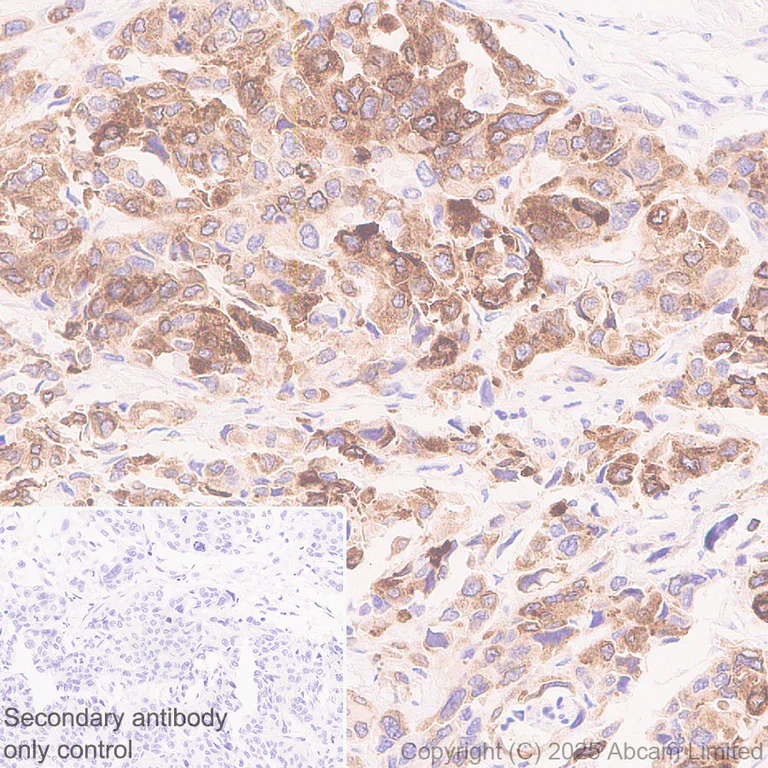 Immunohistochemistry (Formalin/PFA-fixed paraffin-embedded sections) - Anti-DHCR7 antibody [EPR28927-528] (AB324106)
