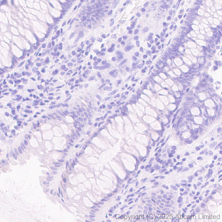 Immunohistochemistry (Formalin/PFA-fixed paraffin-embedded sections) - Anti-DHCR7 antibody [EPR28927-528] (AB324106)