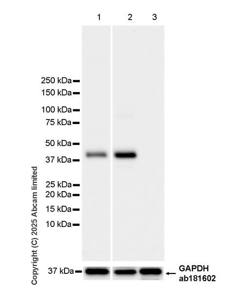 Western blot - Anti-DHCR7 antibody [EPR28927-528] (AB324106), expandable thumbnail