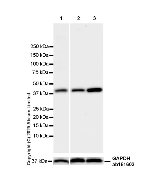 Western blot - Anti-DHCR7 antibody [EPR28927-528] (AB324106)