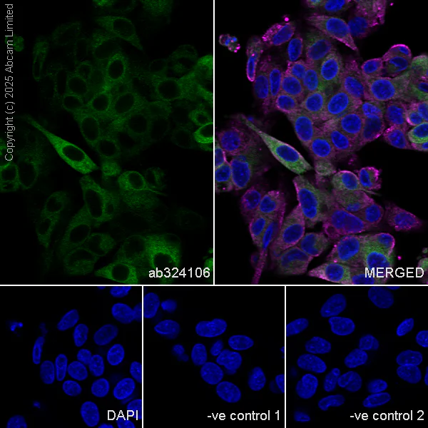 Immunocytochemistry/ Immunofluorescence - Anti-DHCR7 antibody [EPR28927-528] - BSA and Azide free (AB325949)