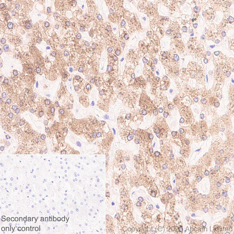 Immunohistochemistry (Formalin/PFA-fixed paraffin-embedded sections) - Anti-DHCR7 antibody [EPR28927-528] - BSA and Azide free (AB325949)
