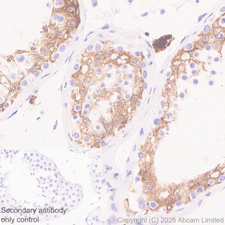 Immunohistochemistry (Formalin/PFA-fixed paraffin-embedded sections) - Anti-DHCR7 antibody [EPR28927-528] - BSA and Azide free (AB325949)