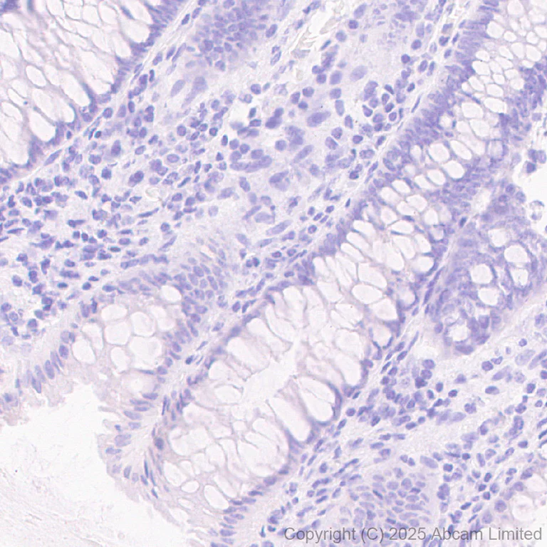 Immunohistochemistry (Formalin/PFA-fixed paraffin-embedded sections) - Anti-DHCR7 antibody [EPR28927-528] - BSA and Azide free (AB325949)