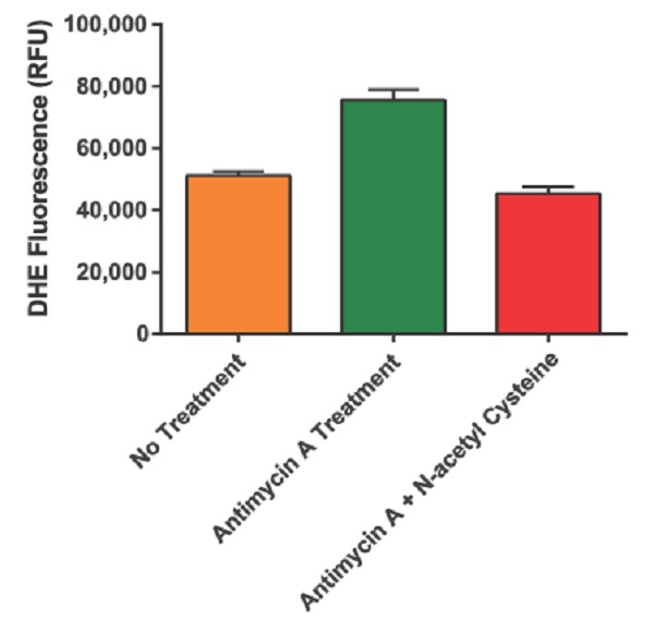 Fluorescence Microscopy - DHE (Dihydroethidium) Assay Kit - Reactive Oxygen Species (AB236206), expandable thumbnail