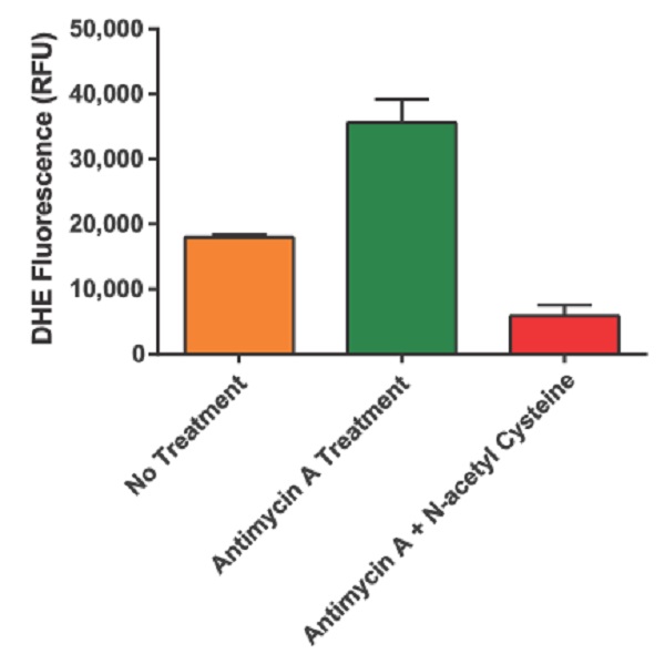 Fluorescence Microscopy - DHE (Dihydroethidium) Assay Kit - Reactive Oxygen Species (AB236206), expandable thumbnail
